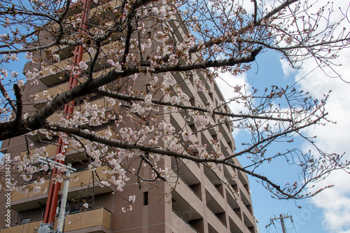 Wallpaper Mural 桜の花とマンション Torontodigital.ca