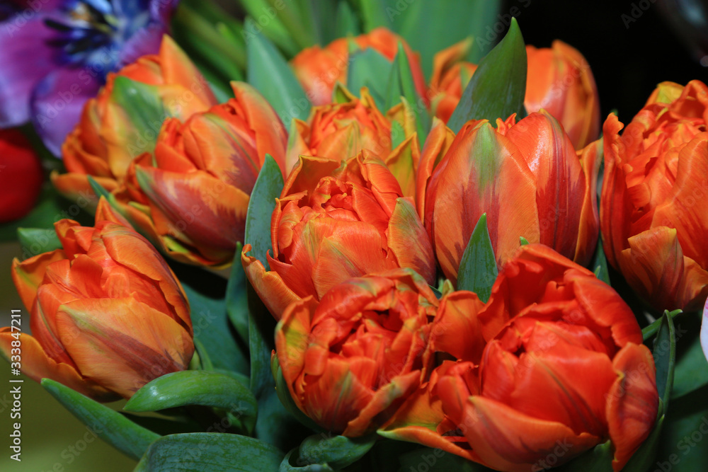 Fototapeta premium Bouquet of orange tulips close-up