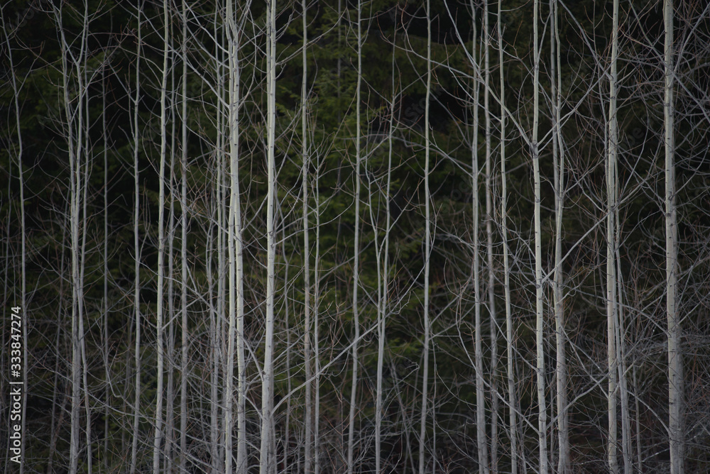 Obraz premium Little aspen trees.