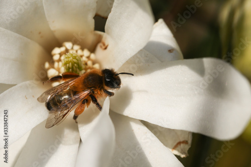 A bee pollinating a beautiful Star Magnolia, Magnolia stellata, flower in spring.