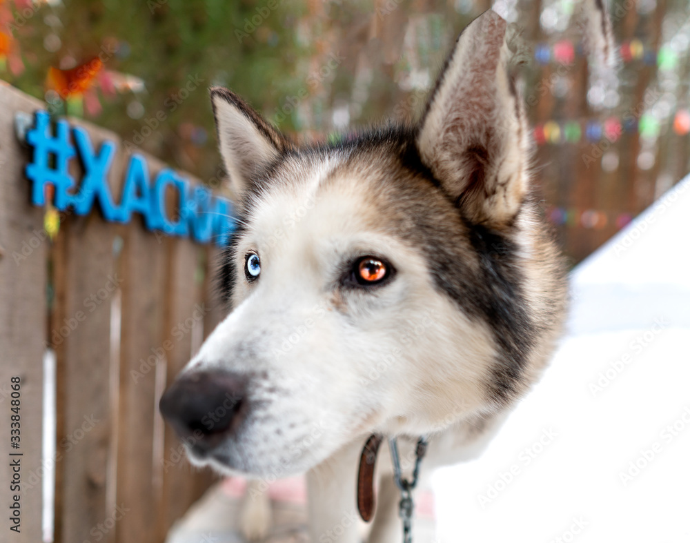 funny snout of siberian husky. Husky with multi-colored eyes, blue and brown.