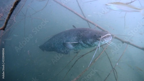 Adventurous take of European catfish in nature habitat. Big fisch on dead wood branch near offshore in green tones in background. photo