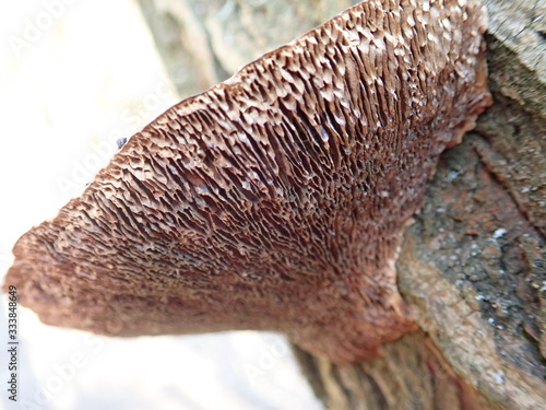detail of a polyporus on a tree trunk