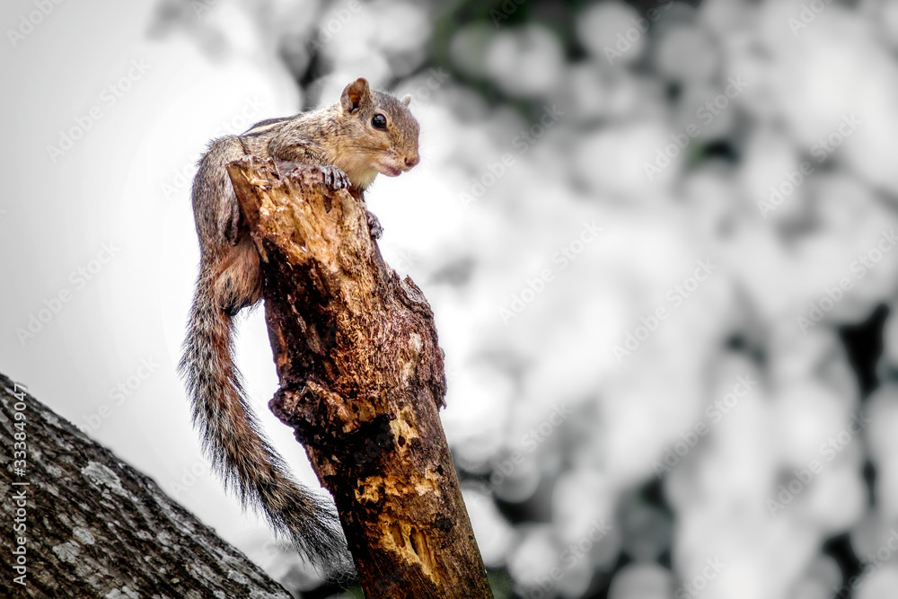 Fototapeta premium scared squirrel on top of tree