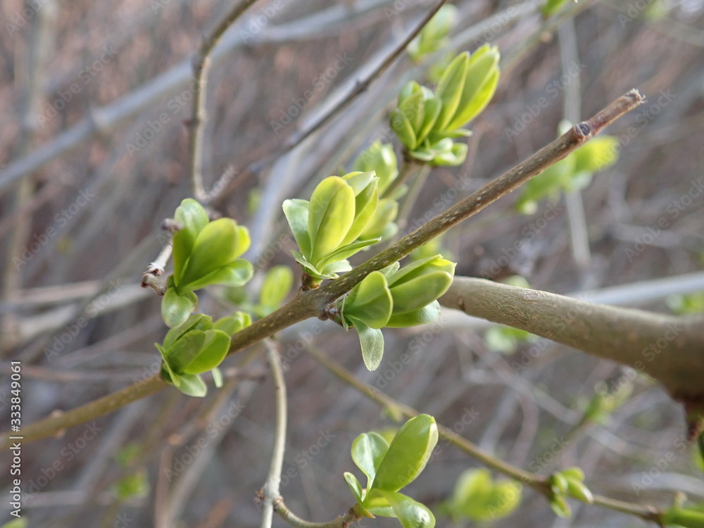 green branch of a tree in the spring green branch of a tree in the spring