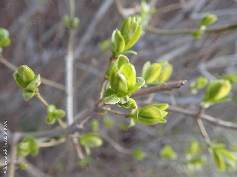 Obraz premium green branch of a tree in the spring