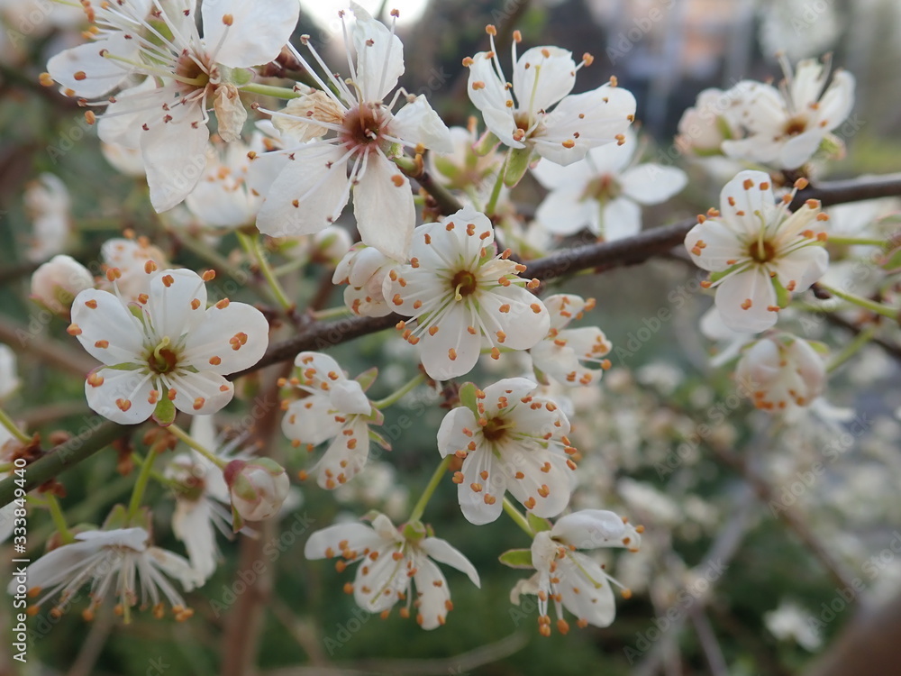 Obraz premium white blossoming tree branch in the spring