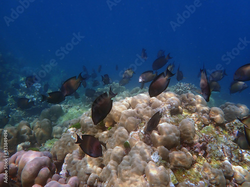 Group of fish with corals in sea, underwater landscape with sea life