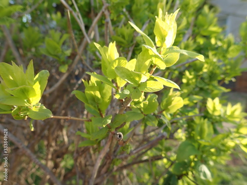 green branch of a tree in the spring