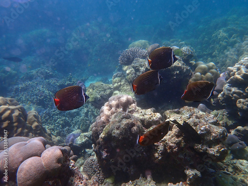 Redtail butterflyfish with corals in sea, underwater landscape with sea life photo