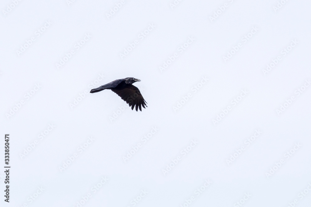 Rabe im Flug Rabe im Flug