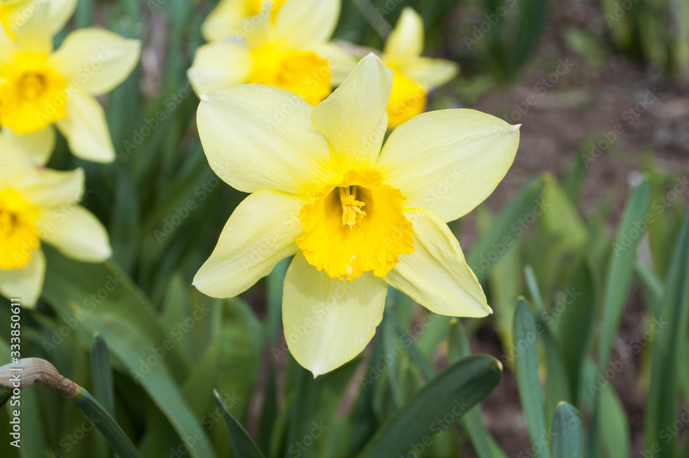 yellow daffodils in spring yellow daffodils in spring
