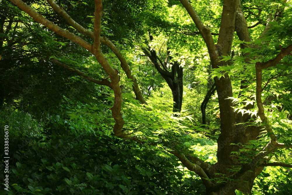 Fototapeta premium 神戸市立森林植物園