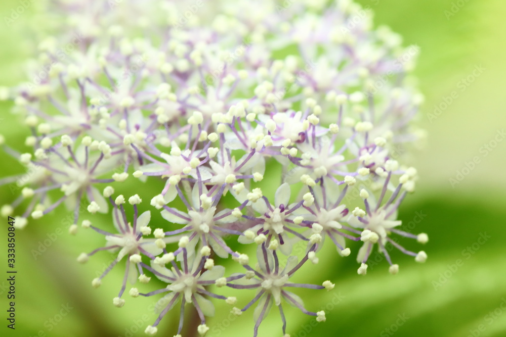 神戸市立森林植物園 神戸市立森林植物園