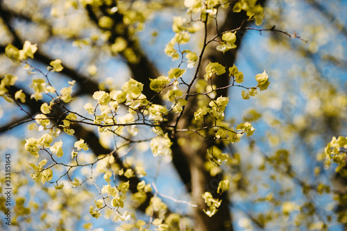 Spring background with fresh green leaves at sunset