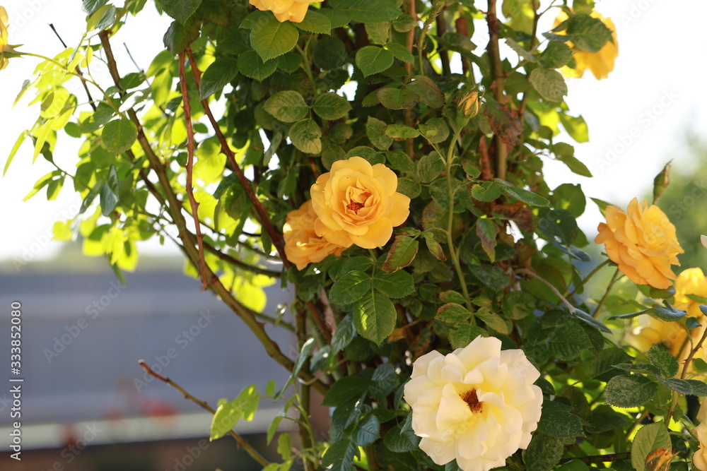 yellow tea rose in the garden bloomed, beautiful summer season to use as a background yellow tea rose in the garden bloomed, beautiful summer season to use as a background