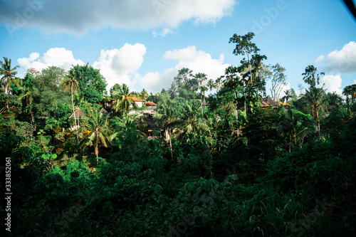 Fototapeta Naklejka Na Ścianę i Meble -  bali jungle
