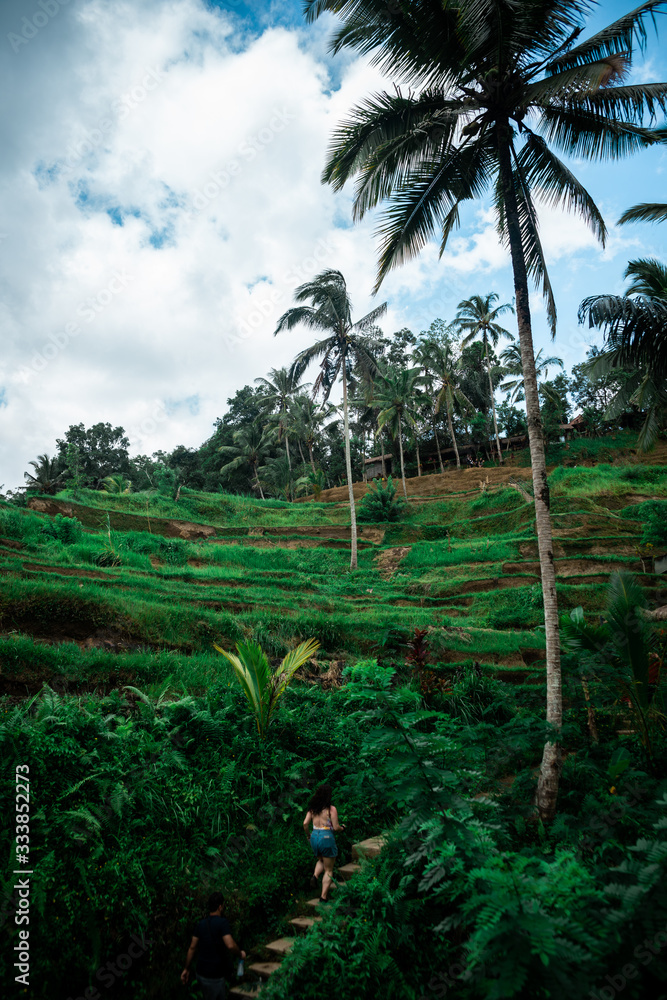 rice fields in asia