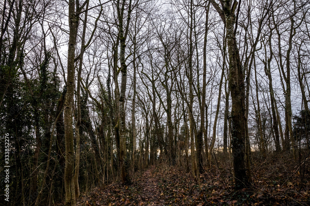 Obraz premium Winterwald