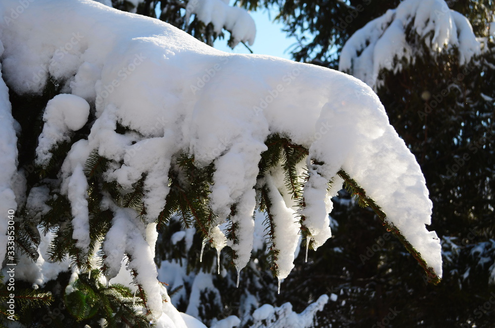 Snow-covered tree branch at sunset Snow-covered tree branch at sunset