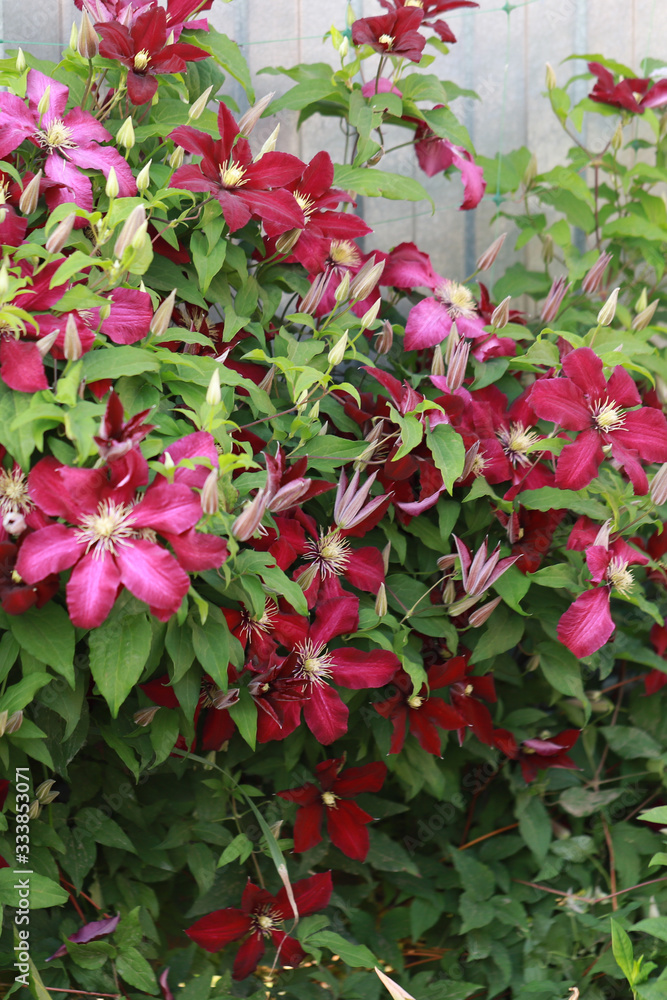 maroon clematis blooms in the garden and curls around the fence