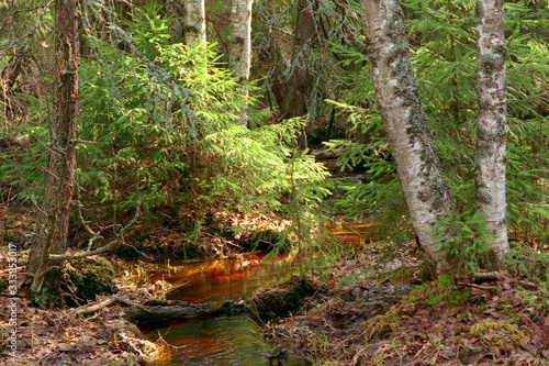 Creek in the forest
