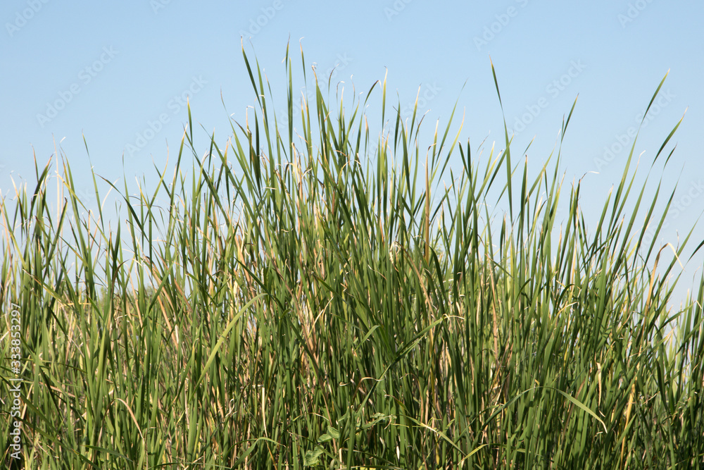 Grass flower blue sky background Grass flower blue sky background