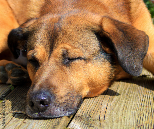 Beautiful brown dog lying on the ground. Head of a Malian shepherd lying on a garden terrace in the sun.