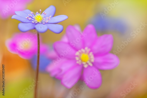 Spring flowers are blue pink. Photo with shallow depth of field. Focus on the stamens of the flower. Forest snowdrops. The center of the picture is out of focus.