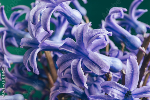 Close up Purple hyacinth flowers pattern background for design. Macro view photography.