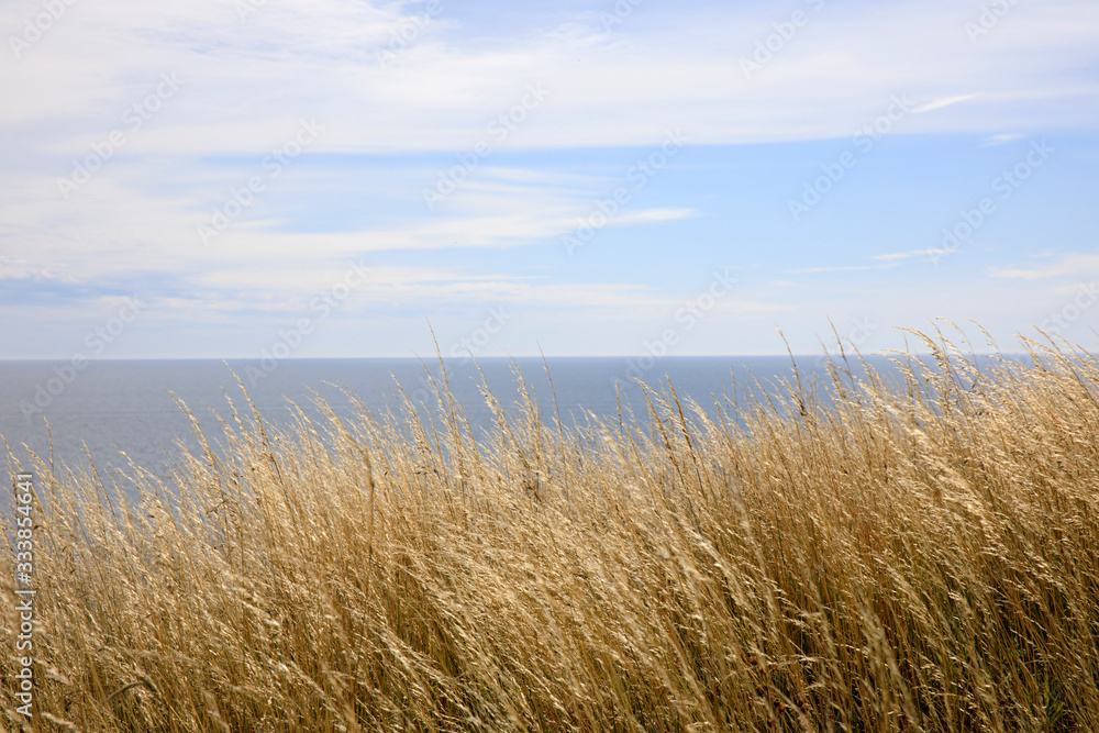 Crawton Bay (Scotland), UK - August 01, 2018: Grasse at Crawton Bay, Scotland, Highlands, United Kingdom Crawton Bay (Scotland), UK - August 01, 2018: Grasse at Crawton Bay, Scotland, Highlands, United Kingdom