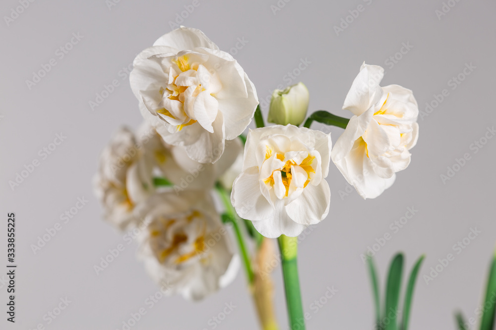 narcissus 'Bridal Crown' blooming with white flowers against light background narcissus 'Bridal Crown' blooming with white flowers against light background
