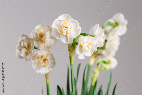 Fototapeta Naklejka Na Ścianę i Meble -  narcissus 'Bridal Crown' blooming with white flowers against light background