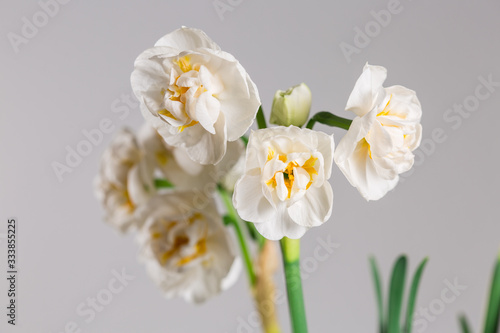 narcissus 'Bridal Crown' blooming with white flowers against light background 