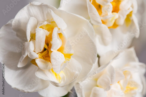 a closeup shot of white flowers of narcissus 'Bridal Crown' against smooth light background  photo