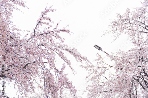 2020年3月29日　東京の桜と雪景 © One
