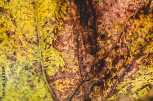 Inside the golden leaf texture.