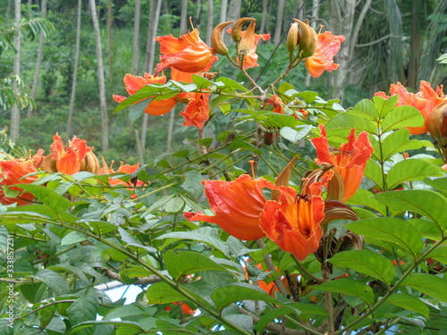 Spathodea campanulata (Kiacret, African tulip, fountain tree, pichkari, Nandi flame, World's Worst invaders, Nile flame, squirt tree, tulip tree, Uganda flame, Flame of Thika) with natural background photo