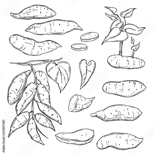 Hand drawn sweet potato on white background. Vector sketch  illustration.