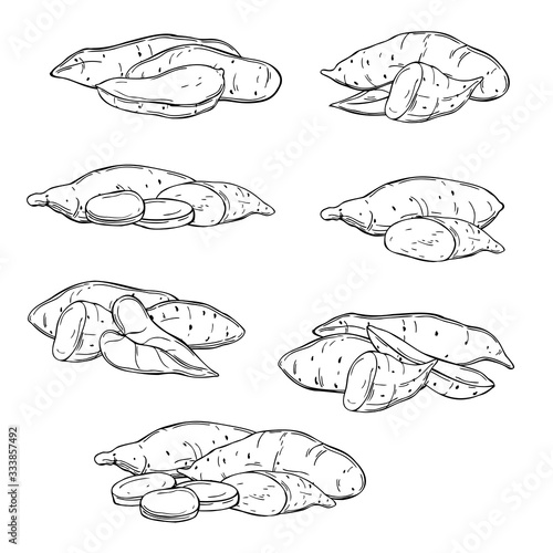 Hand drawn sweet potato on white background. Vector sketch  illustration.