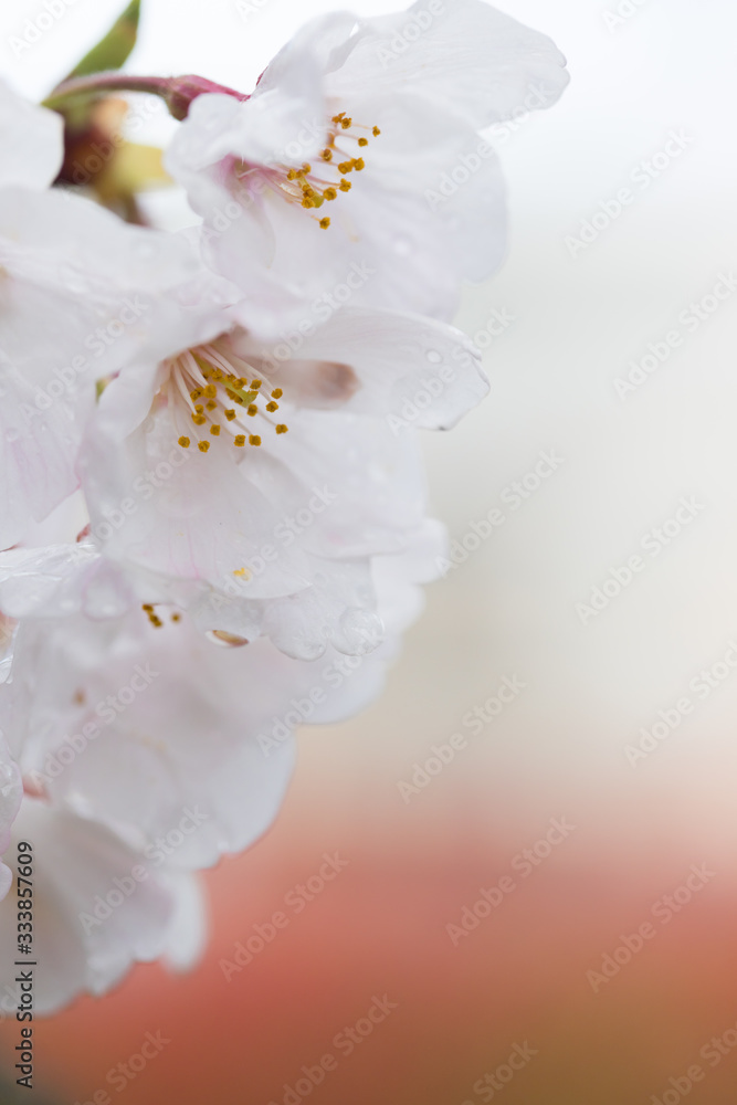 Obraz premium 綺麗な春の満開の桜の花