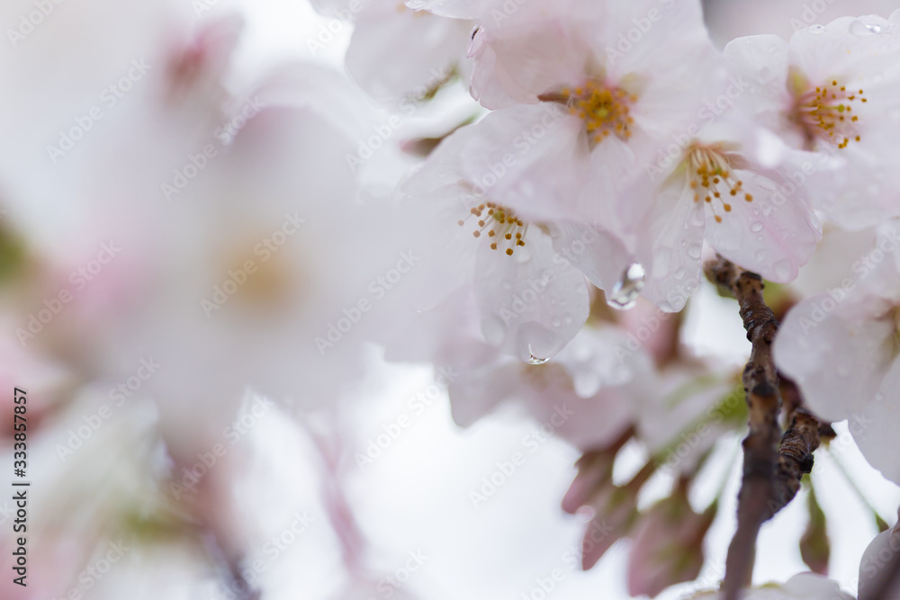 Obraz premium 春の満開の桜の花