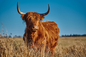 Ingelijste posters Schotse hooglander Hooglander rund bij zonsondergang  © PHOTOLIFESTYLE