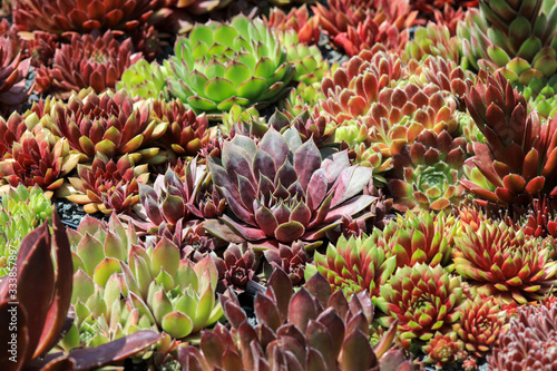 Colorful sempervivum - houseleek varieties sitting close together in the perennial alpine rock garden