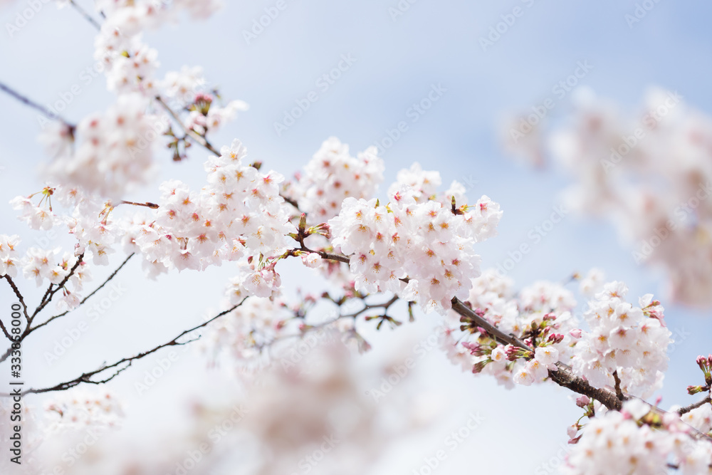 春の満開の桜の花 春の満開の桜の花