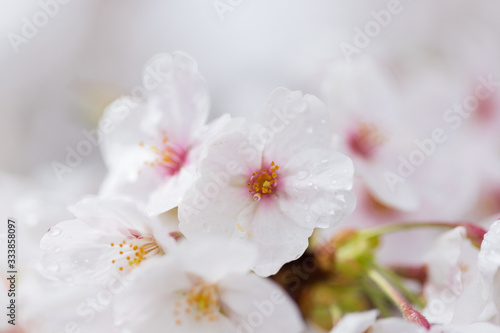Fototapeta Naklejka Na Ścianę i Meble -  春の満開の桜の花