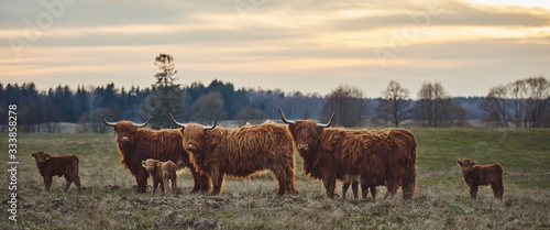 Canvas Print Herd of Highland beef Cows on Sunset. horizontal landscape