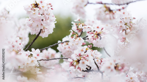 春の満開の桜の花