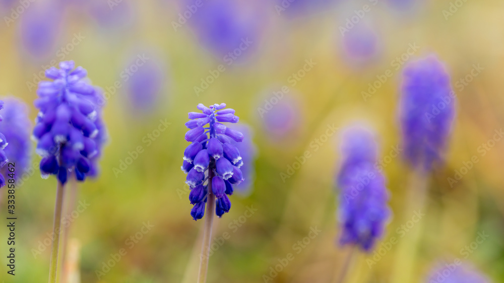 春の満開のムスカリの花 春の満開のムスカリの花