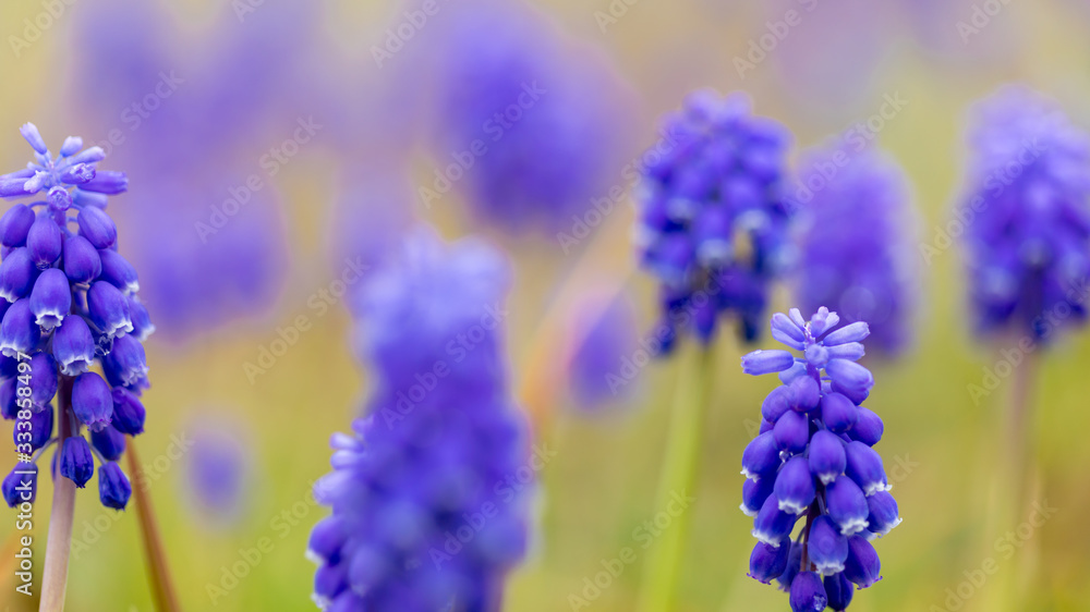 春の満開のムスカリの花 春の満開のムスカリの花